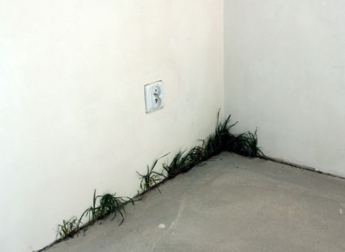 grass-2013.jpg